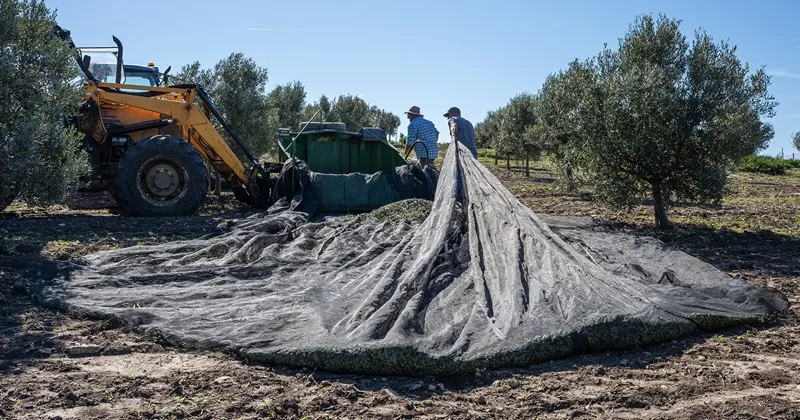 Equipo de cosecha de oliva media